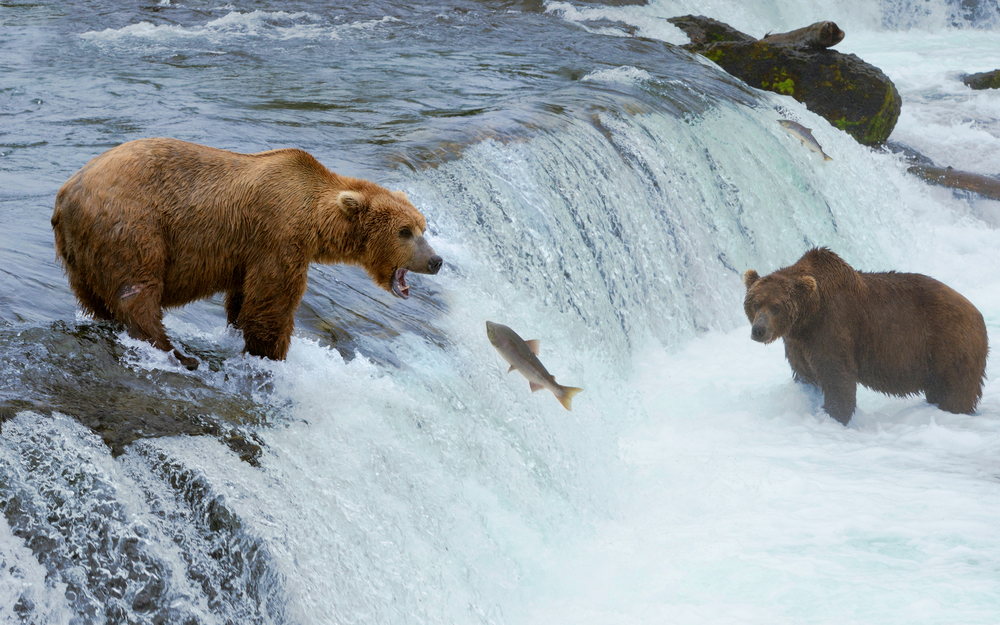 feeding bears