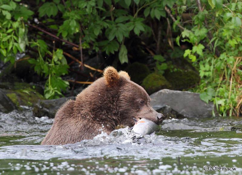 bear in the river